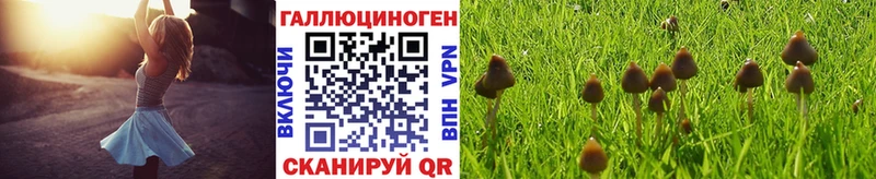 Галлюциногенные грибы Psilocybe  Купить закладки  Изобильный 